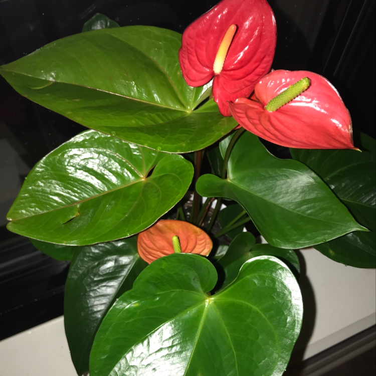 Close-up of a healthy, blooming Painter's Palette plant with vibrant red and green heart-shaped leaves.