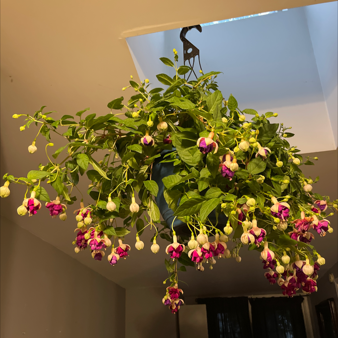 Photo of the plant species Hummingbird Fuchsia by @avajadebyrne named Persephone on Greg, the plant care app