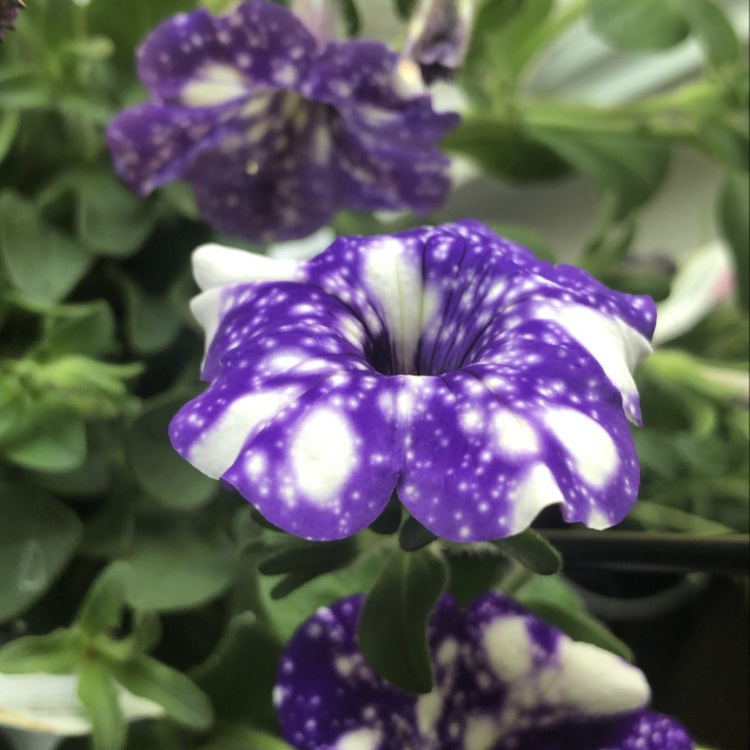 Photo of the plant species Night Sky Petunia by @caitlyncarpentr named Petunia on Greg, the plant care app