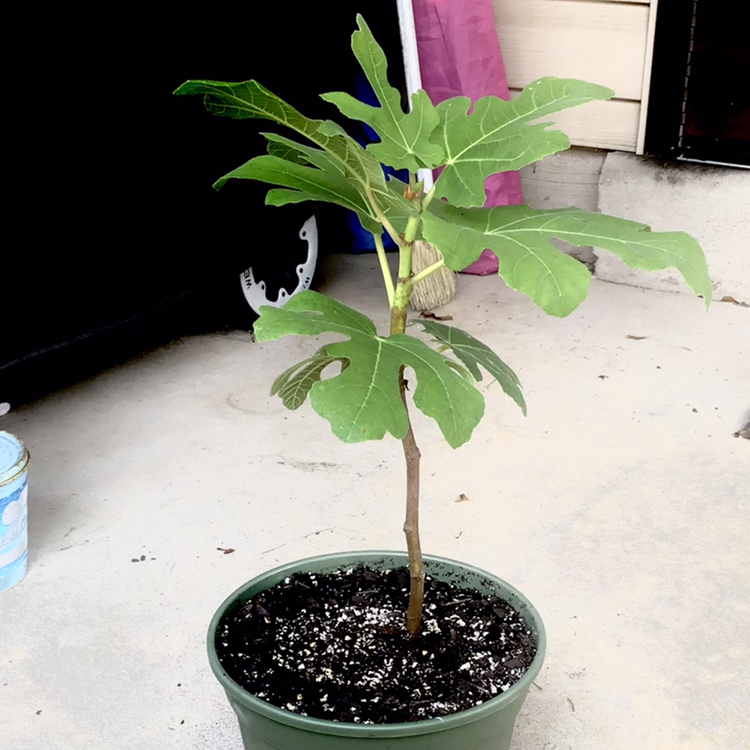 Potted Brown Turkey Fig plant with healthy green leaves.