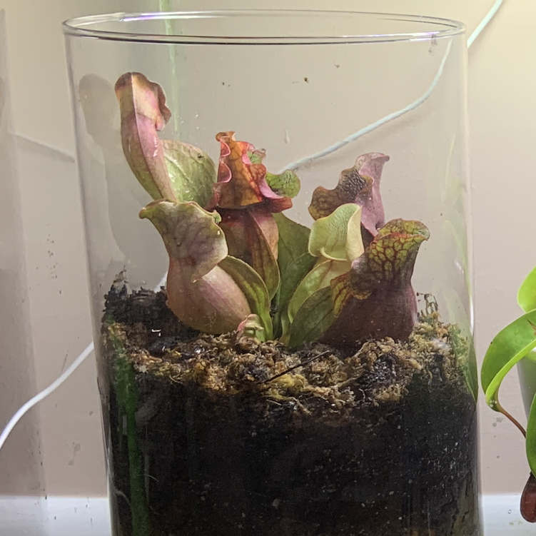 Purple Pitcher Plant in a glass container with visible soil, appearing healthy.