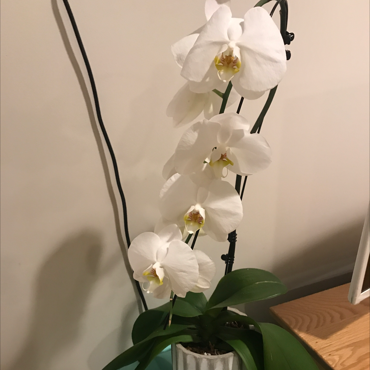Phalaenopsis Orchid plant photo by @GrayGardens named Andy Gibson on Greg, the plant care app.