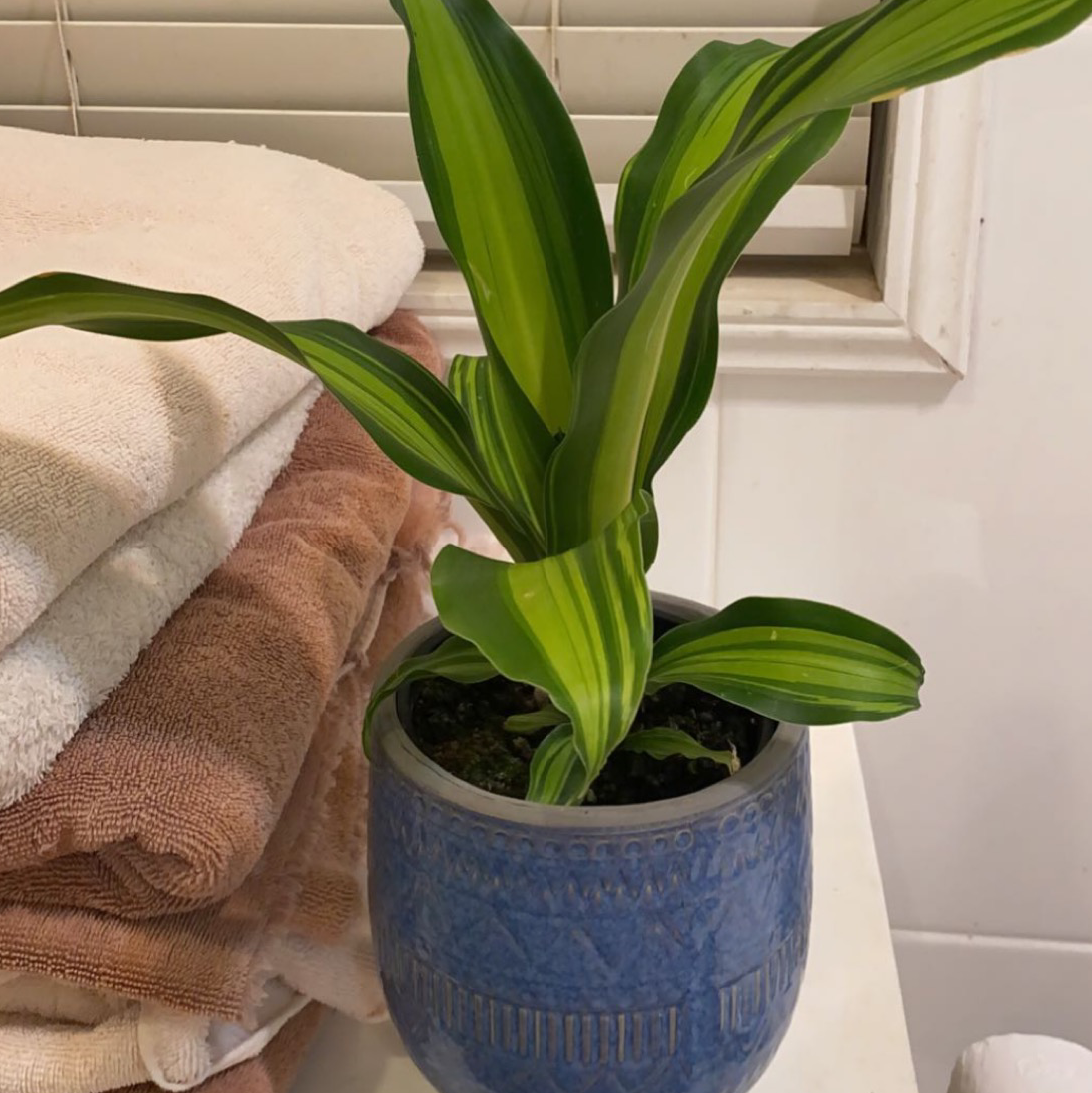 Dracaena 'Sted Sol Cane' plant in a blue pot with vibrant green leaves.