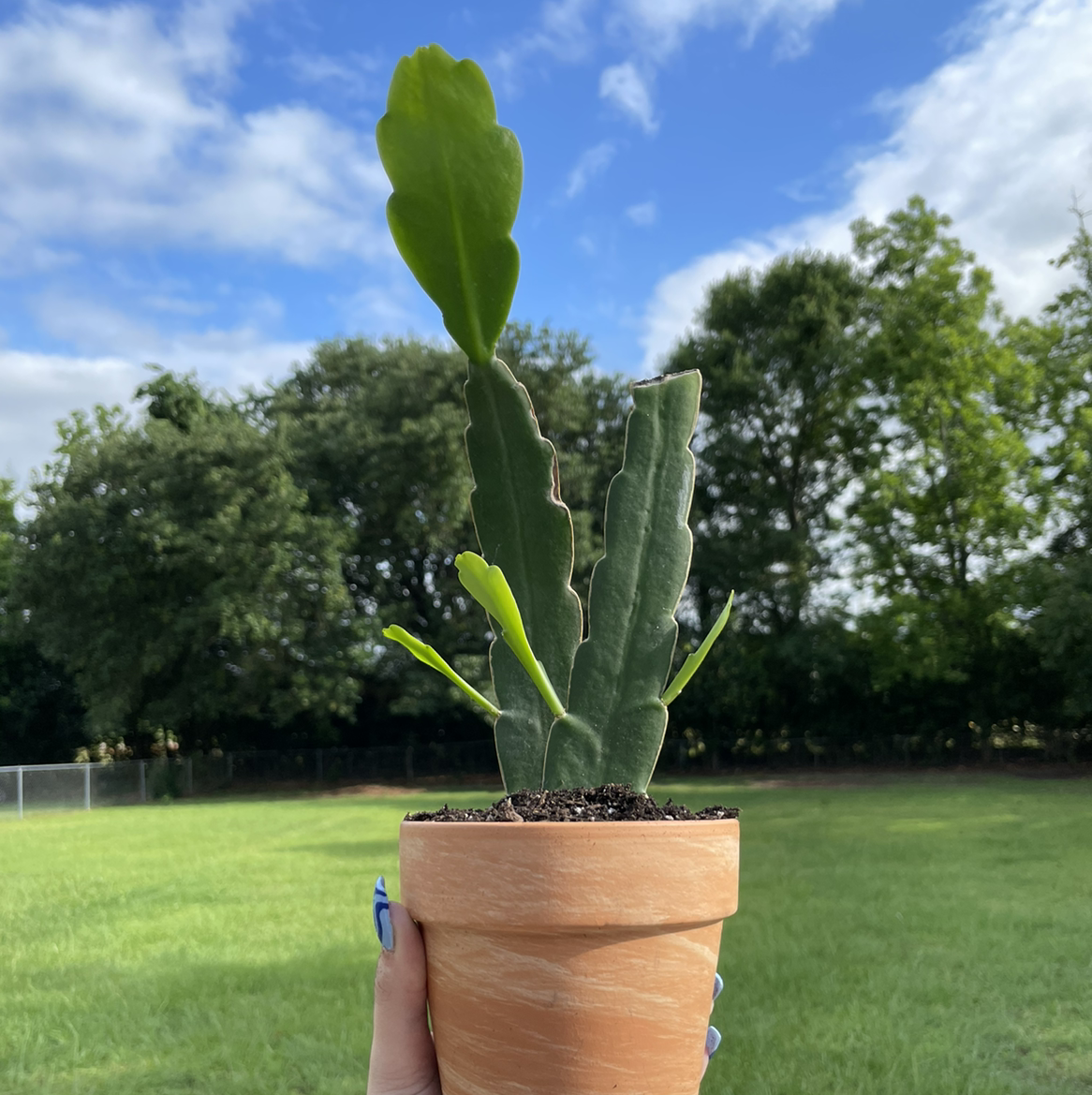Night-Blooming Cereus plant in a terracotta pot held up against a grassy field and trees.