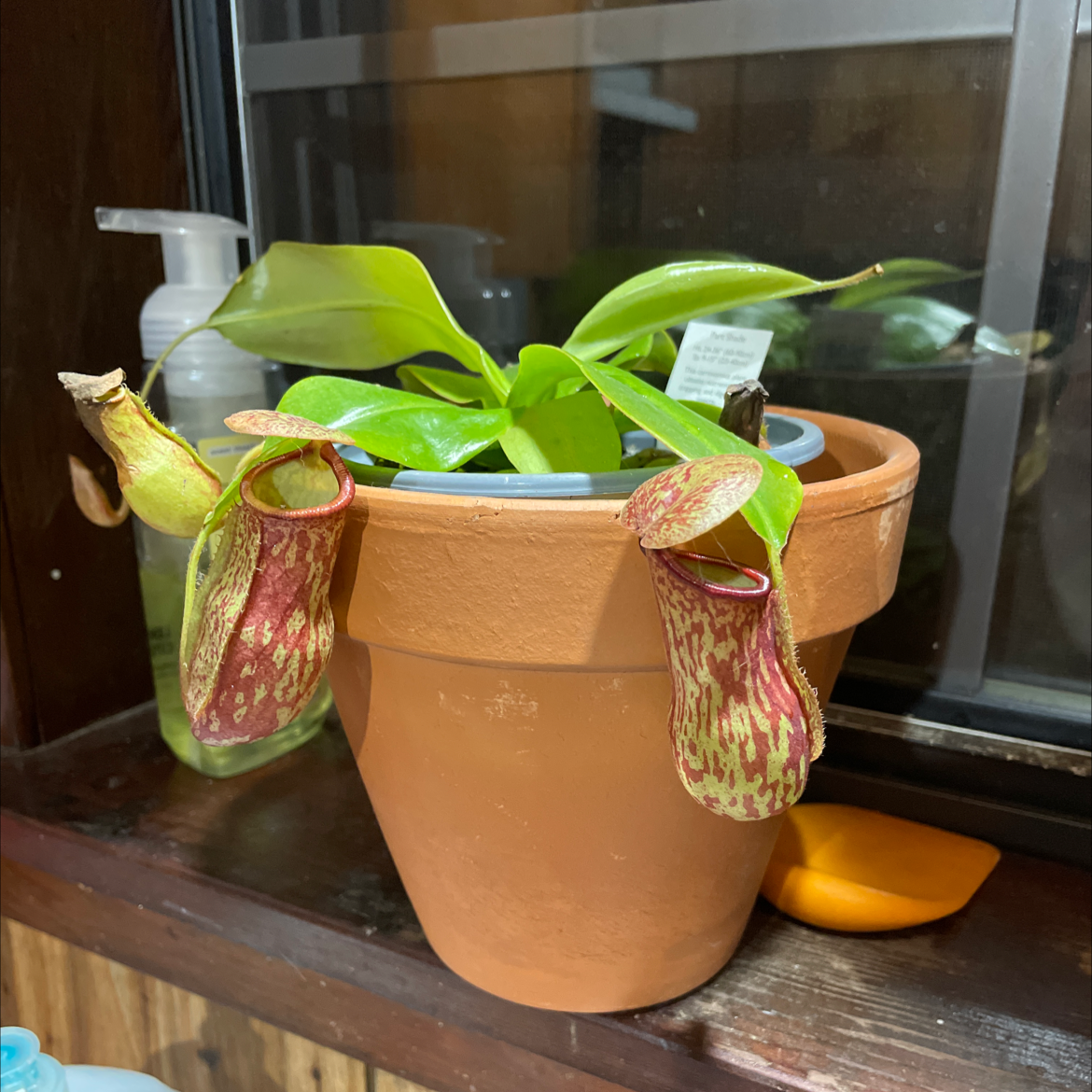 Photo of the plant species White Topped Pitcher Plant by @junkalchemy named Gomez on Greg, the plant care app