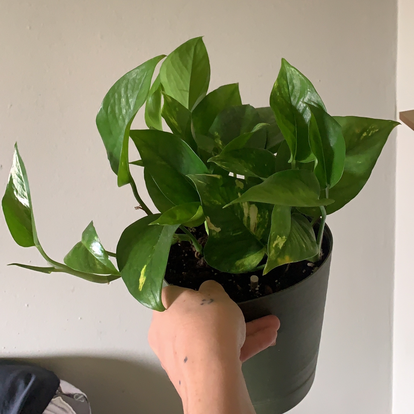 Taro Vine plant photo by Jamie named Goldon Pothos on Greg, the plant care app.
