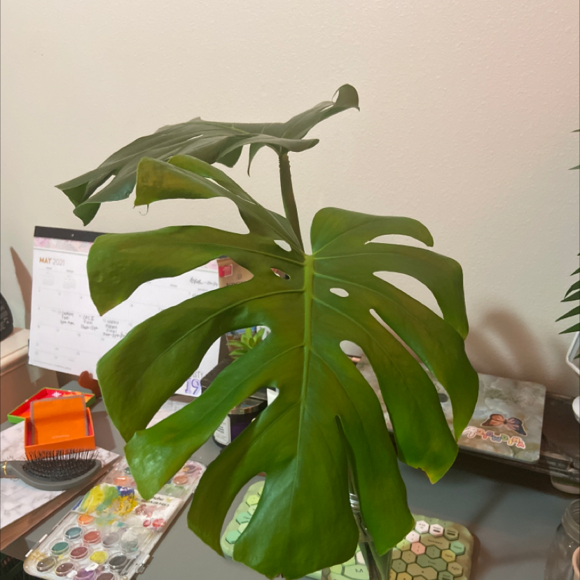 Monstera plant photo by Brianna named Athena on Greg, the plant care app.