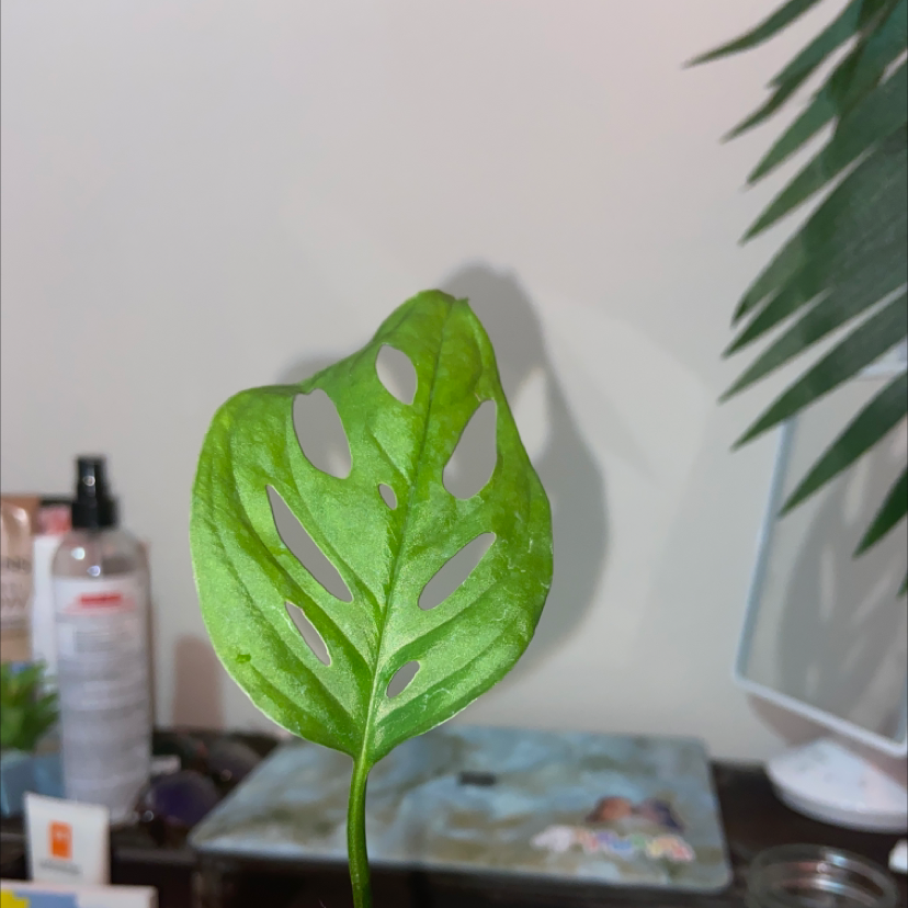 Monstera adansonii 'Laniata' leaf with fenestrations, healthy and well-focused.