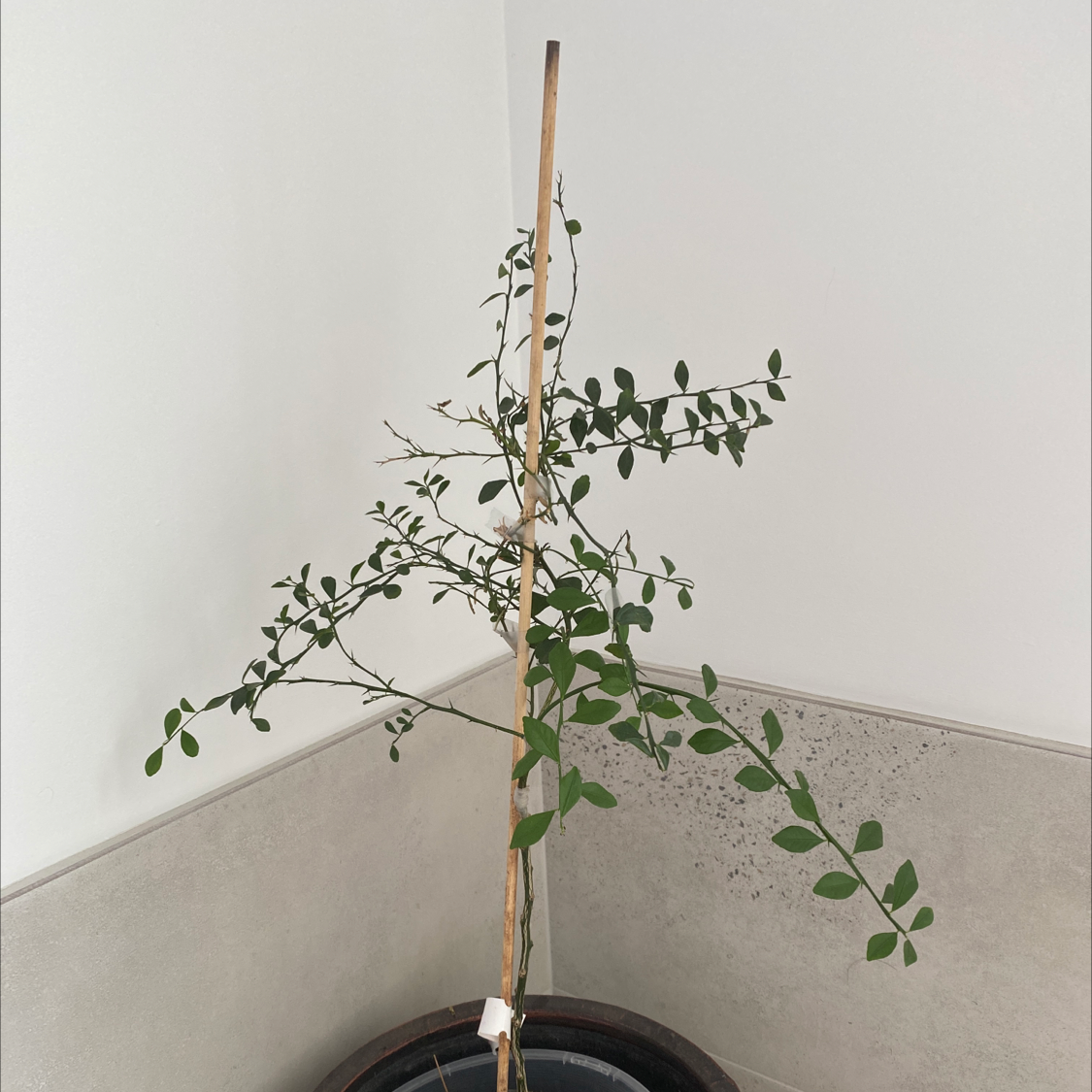Potted Australian Finger Lime plant with a support stick, healthy green leaves, and visible soil.