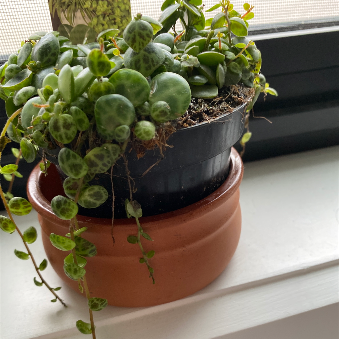 Trailing Jade plant in a black pot placed inside a terracotta pot on a windowsill.