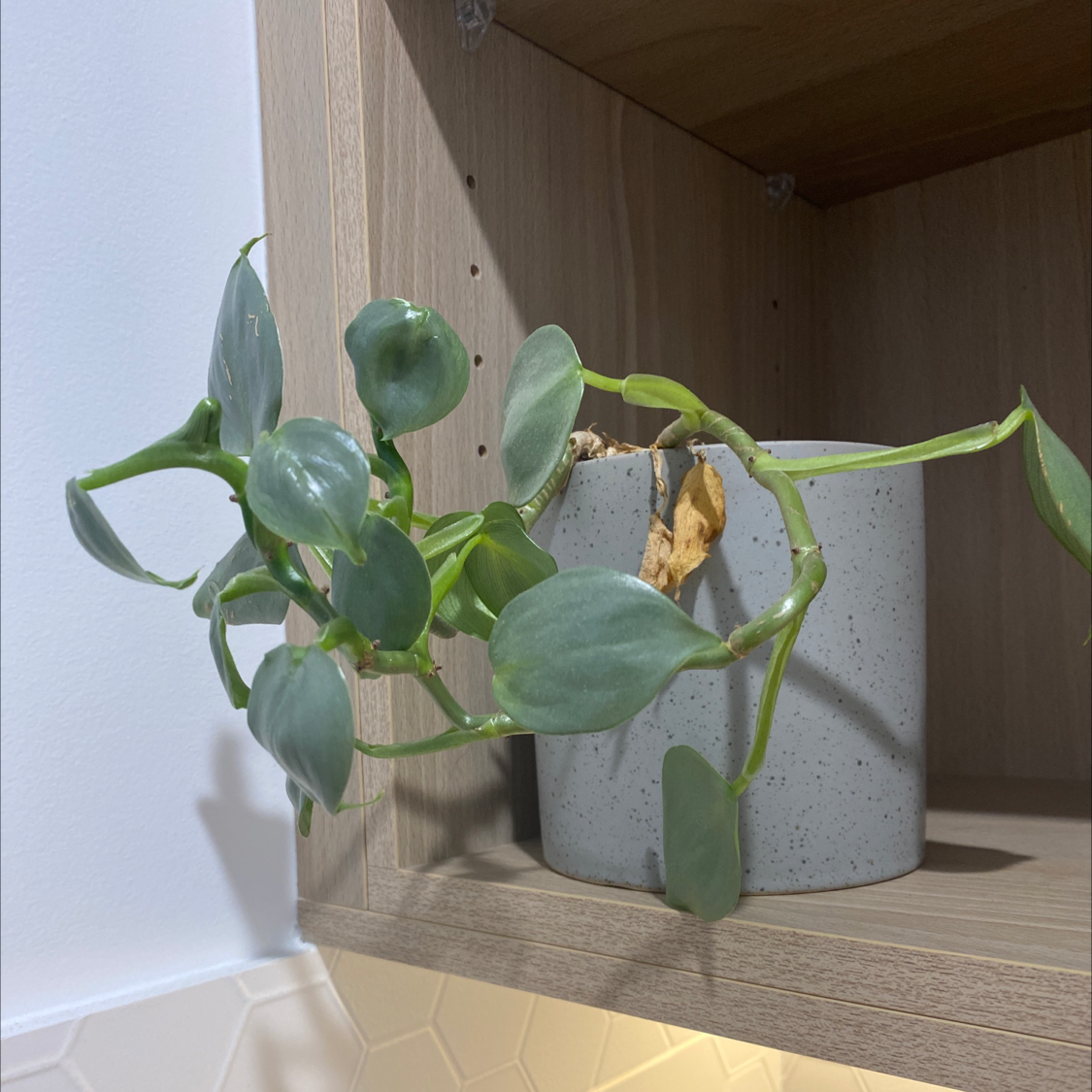Philodendron Hastatum plant photo by @Andanin named Lil Phil on Greg, the plant care app.