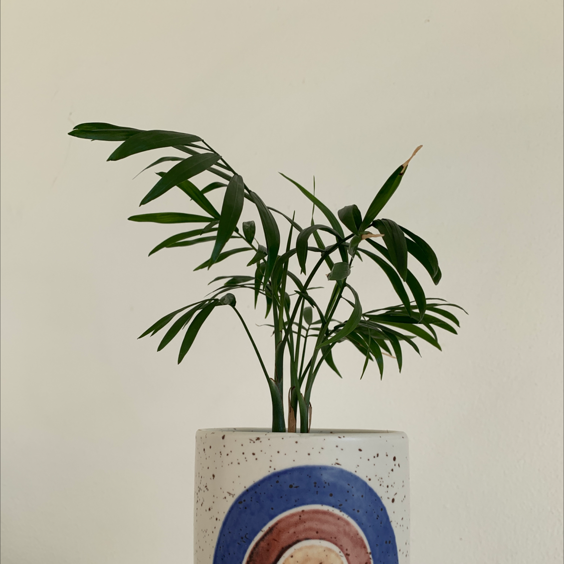 Photo of the plant species Parlour Palm by @Leonora named Bo on Greg, the plant care app