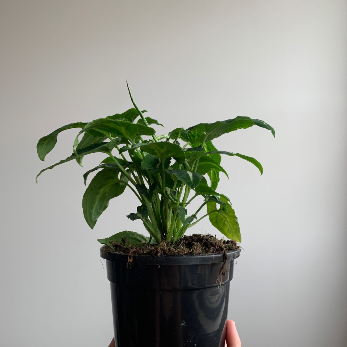 Syngonium wendlandii plant in a black pot with some yellowing leaves, held by hands.