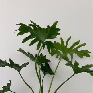 Split Leaf Philodendron plant in Somewhere on Earth