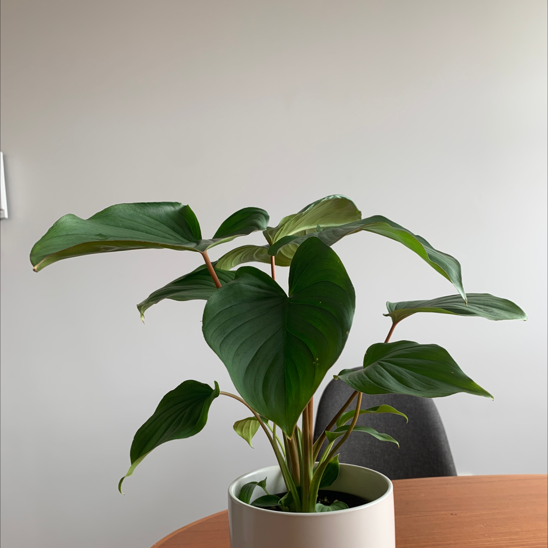 Homalomena Maggy plant in a white pot on a wooden table, healthy green leaves.