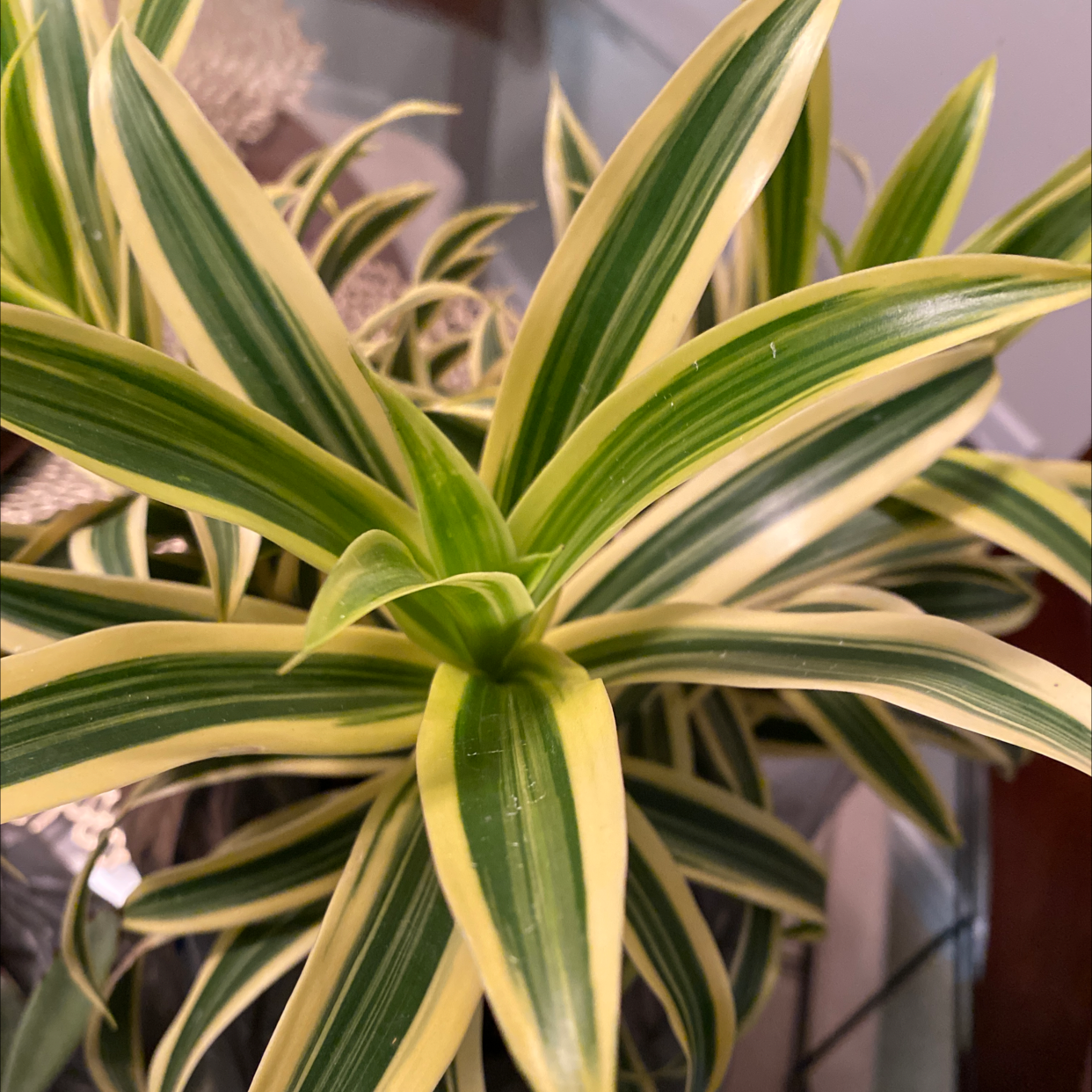 Close-up of a healthy and vibrant Song of India plant with long striped green and yellow leaves, characteristic of the species.