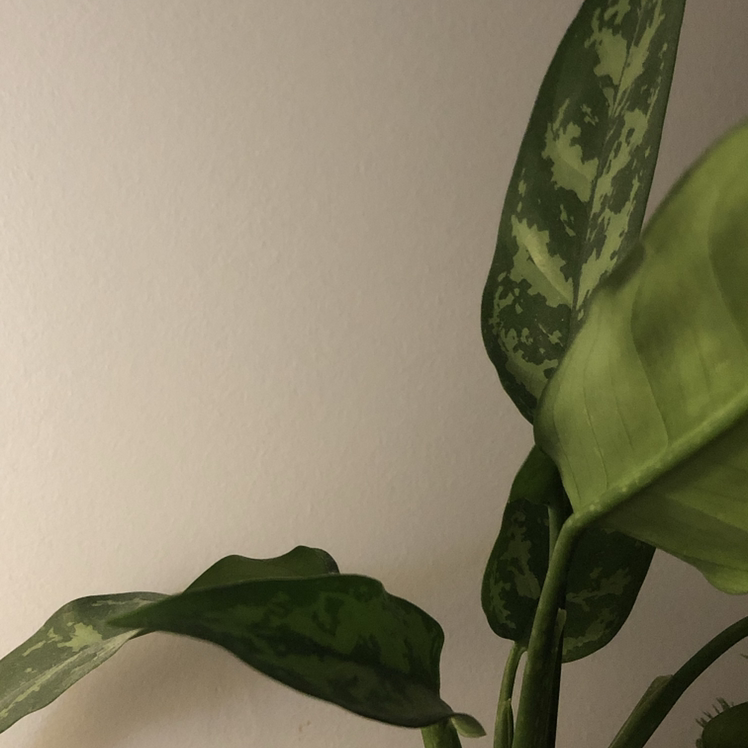 Chinese Evergreen plant photo by Chloe named Penelopia on Greg, the plant care app.