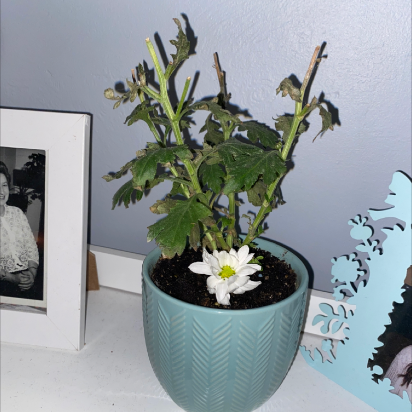 Potted Giant Crego Aster with browning leaves and a single white flower.