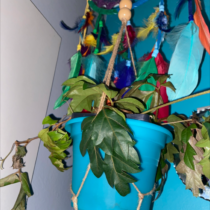 A healthy grape ivy plant with glossy lobed leaves growing in a bright blue hanging pot indoors.
