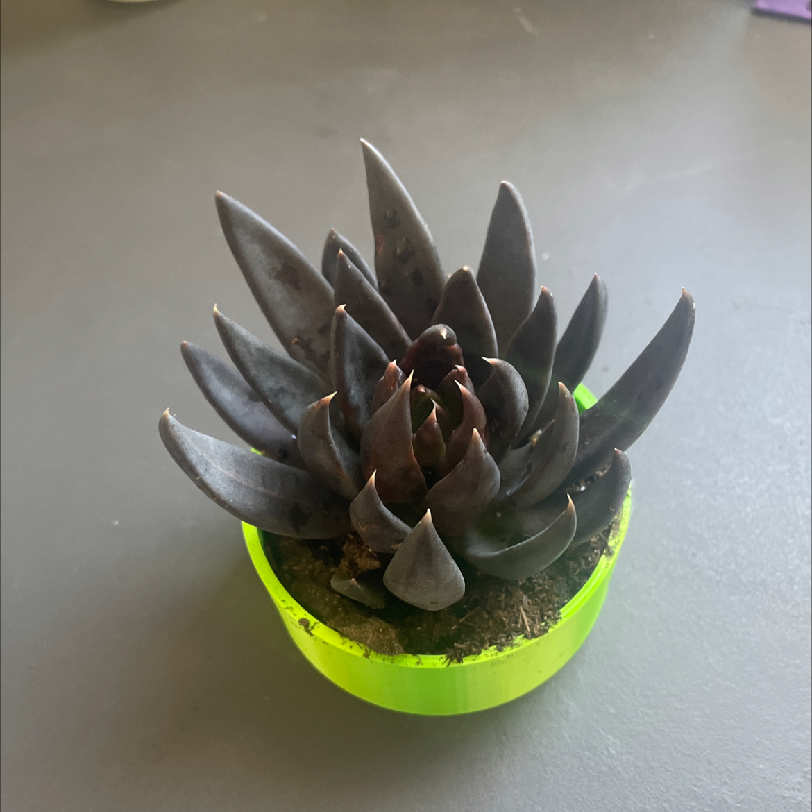 Echeveria 'Black Knight' succulent in a green pot, healthy with dark pointed leaves.