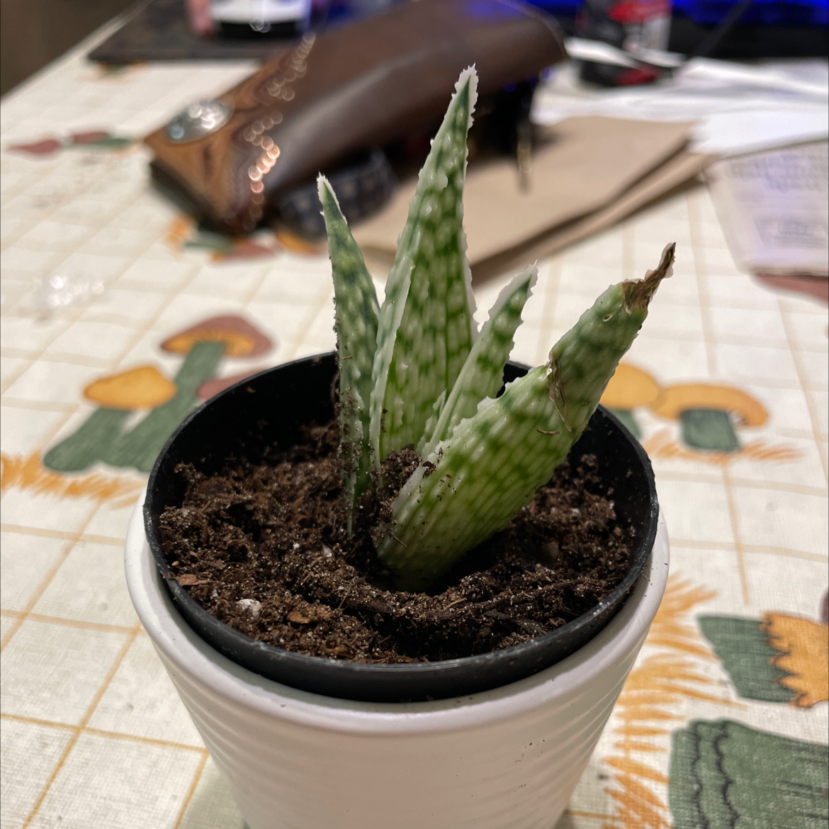 Snowflake Aloe plant in a white pot with visible soil, well-framed and in focus.
