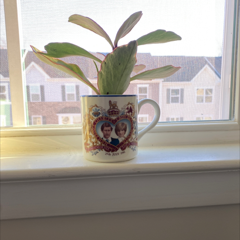 Photo of the plant species Jelly Peperomia by @thenicooliest named Princess Di on Greg, the plant care app