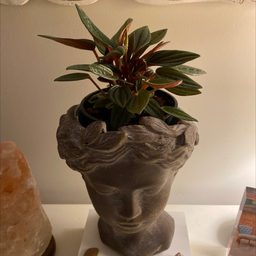 Photo of the plant species Peperomia 'Rosso' by @thenicooliest named Artemis on Greg, the plant care app