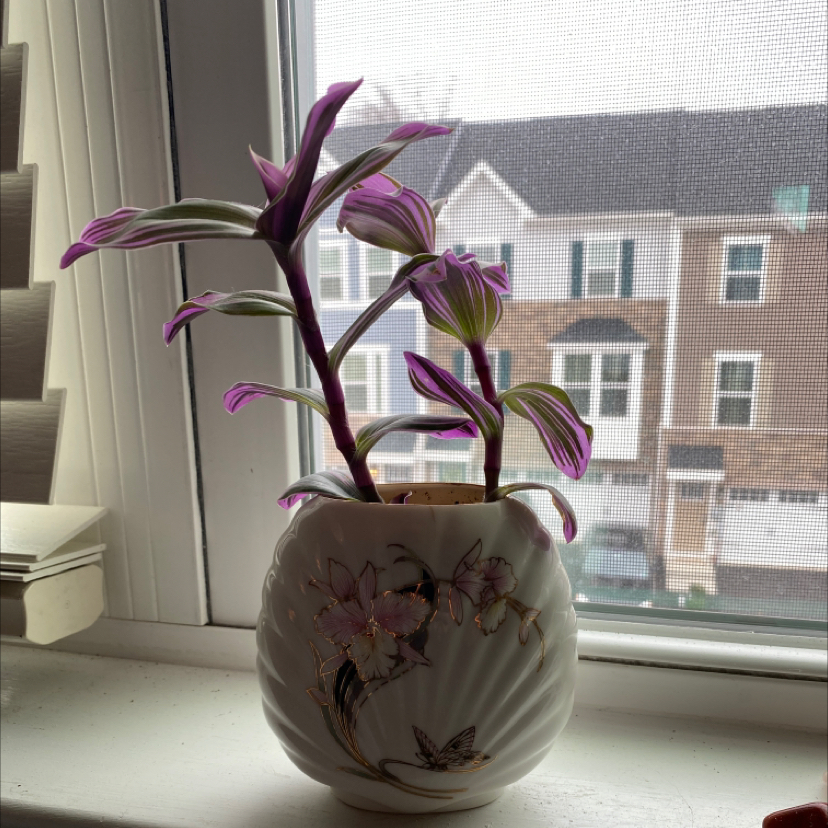 Small-leaf spiderwort plant with vibrant purple leaves in a ceramic pot, some browning on leaf tips, on a windowsill overlooking buildings.