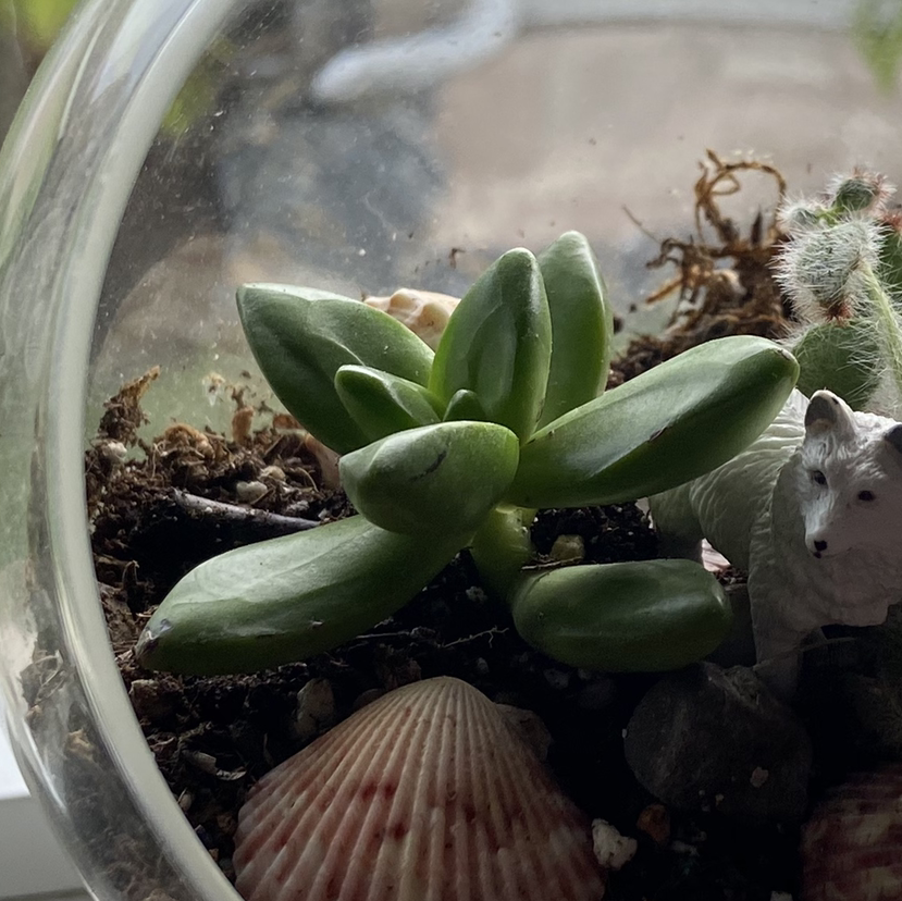 Healthy Graptopetalum succulent in a glass container with soil and decorative elements.