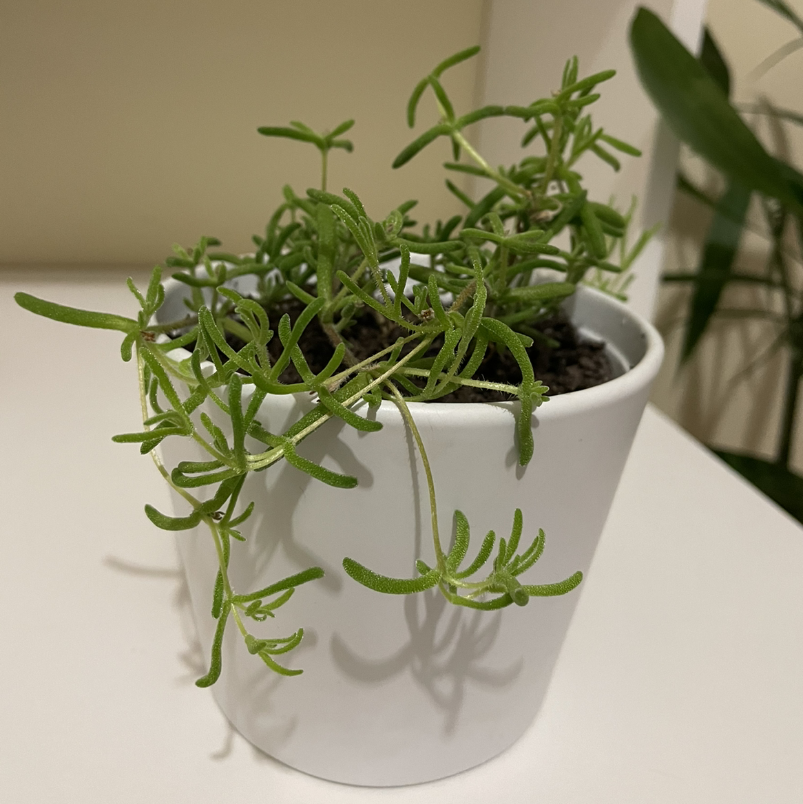 A healthy potted Moss Rose Purselane plant with delicate green stems and leaves growing upwards from moist soil in a white ceramic pot.