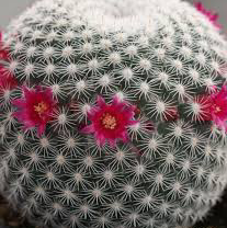 Photo of the plant species Mammillaria Haageana by Laikyn named Marilyn on Greg, the plant care app
