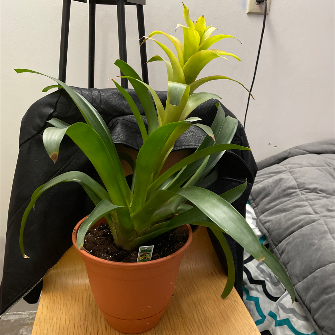 Healthy Droophead Tufted Airplant with bright green arching leaves and a yellow flower stalk in a small terracotta pot.