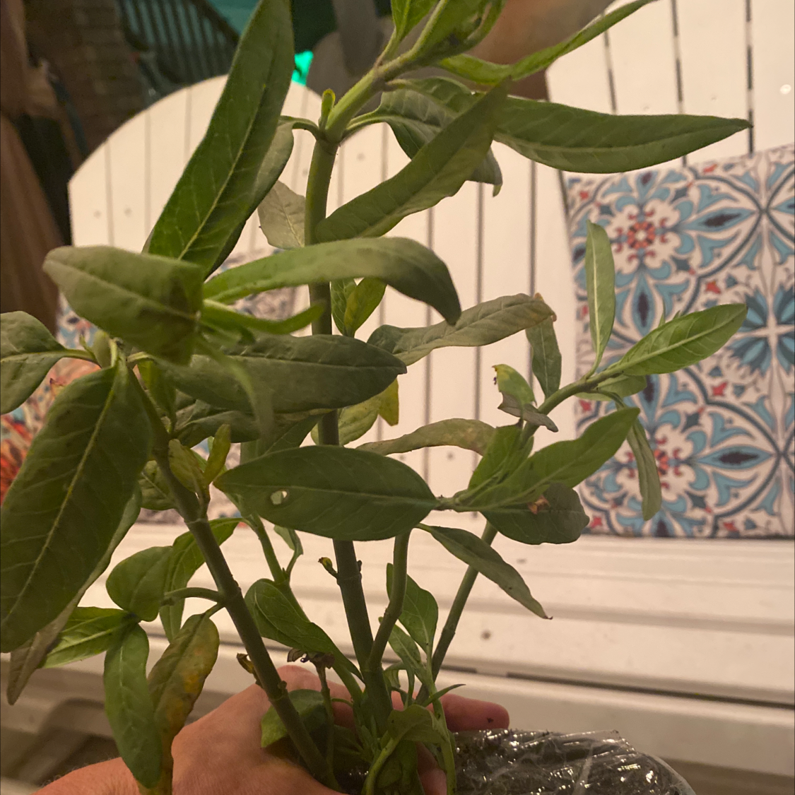 Photo of the plant species Palqui by Traci named Demi on Greg, the plant care app