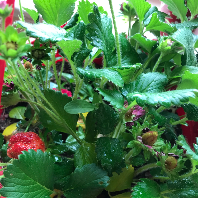 California Strawberry plant photo by Dayana named Treeyoncé Berry on Greg, the plant care app.
