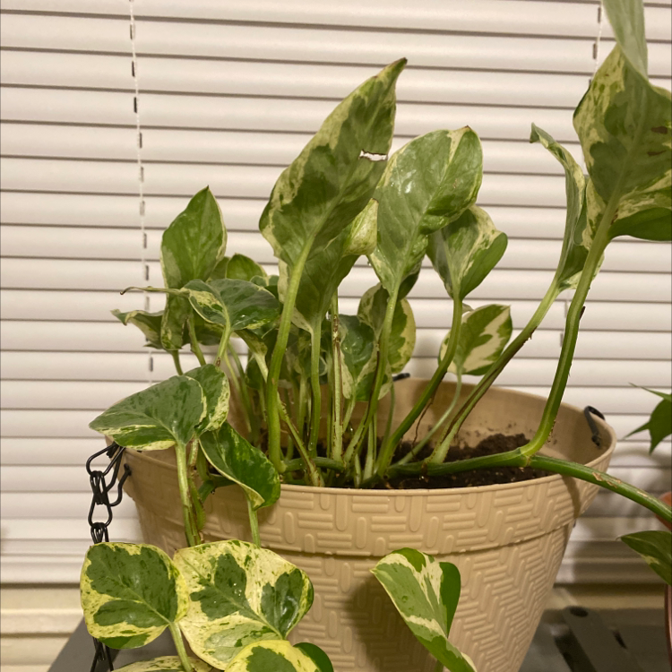 Taro Vine plant photo by Joy named Golden parthos on Greg, the plant care app.
