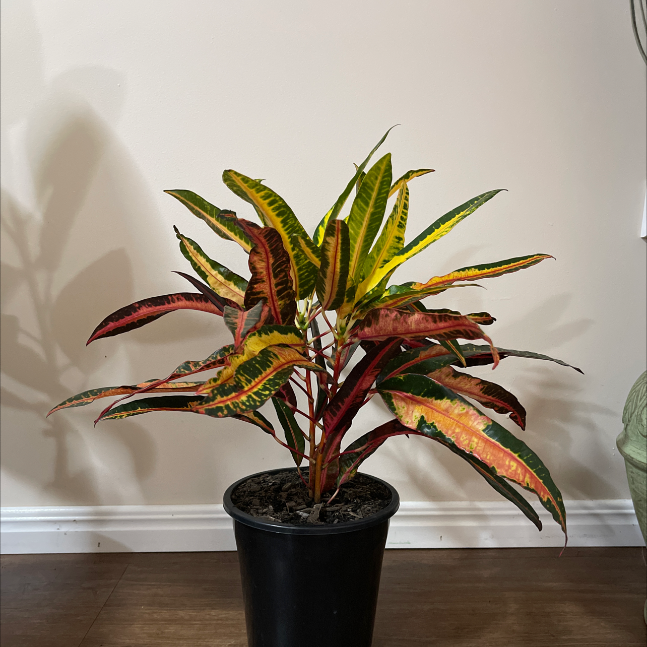 Photo of the plant species Croton Captain Kidd by Molly named Leaf Erickson on Greg, the plant care app