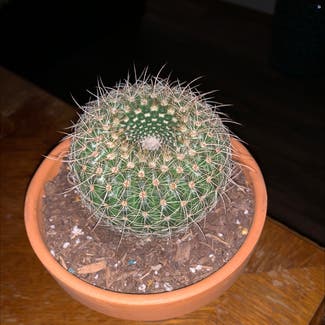 Little Nipple Cactus plant in Colorado Springs, Colorado