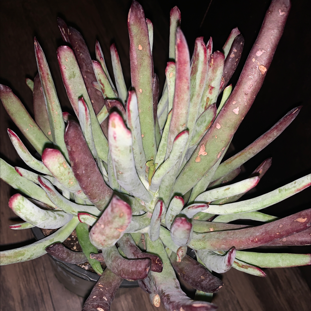 Photo of the plant species Finger Aloe by Laura named Your plant on Greg, the plant care app