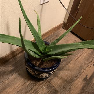 Aloe vera plant in Colorado Springs, Colorado