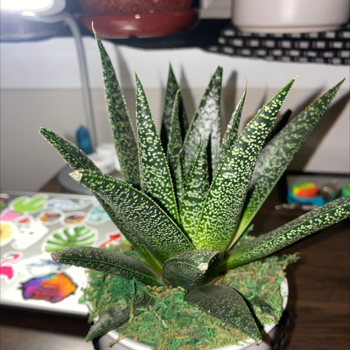 Photo of the plant species Gasteraloe 'Royal Highness' by @hannahmarie339 named Leonardo on Greg, the plant care app