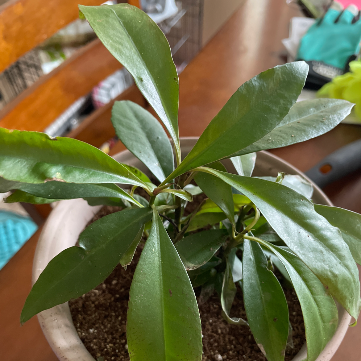 Potted Shoebutton plant with healthy green leaves and visible soil.
