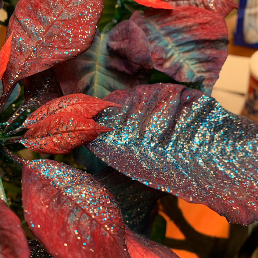 Poinsettia plant with red and green leaves covered in glitter.