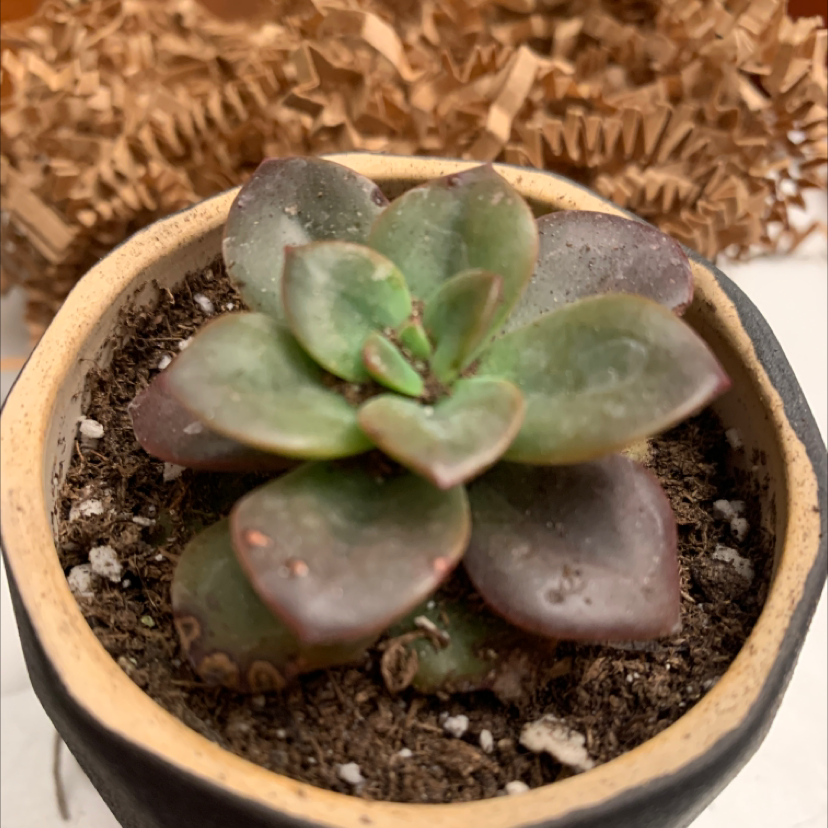Painted Echeveria plant in a small pot with some leaf discoloration and visible soil.