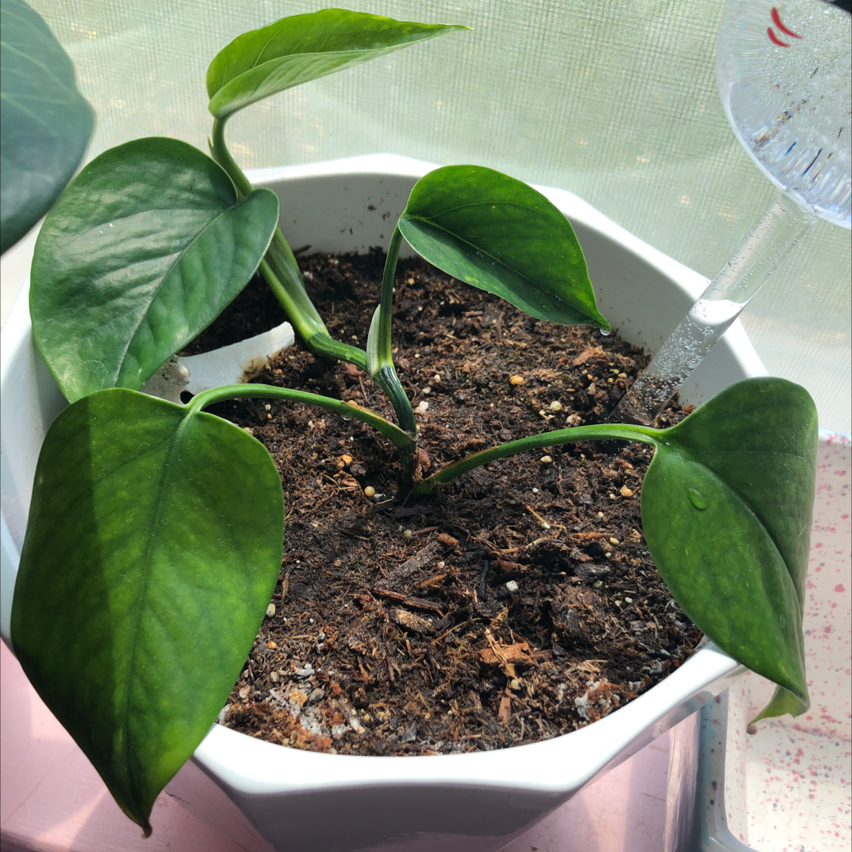 Taro Vine plant photo by @LoathCatPaws named Sir Plancelot on Greg, the plant care app.