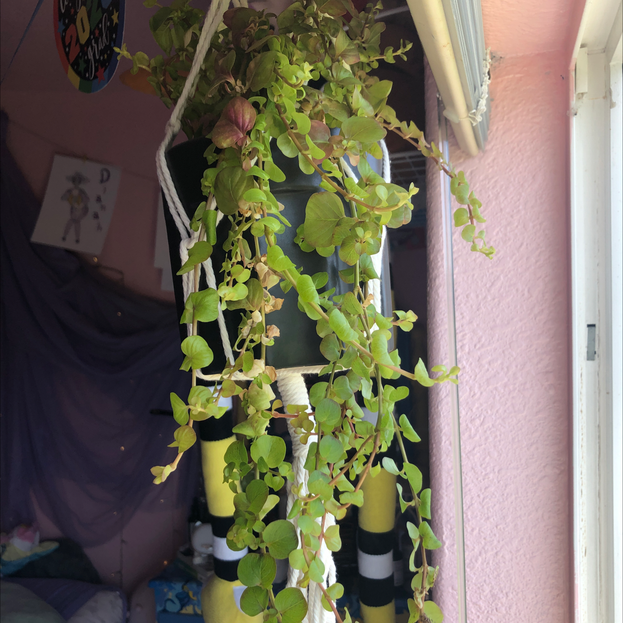 Creeping Jenny plant photo by @LoathCatPaws named Orlando Bloom on Greg, the plant care app.