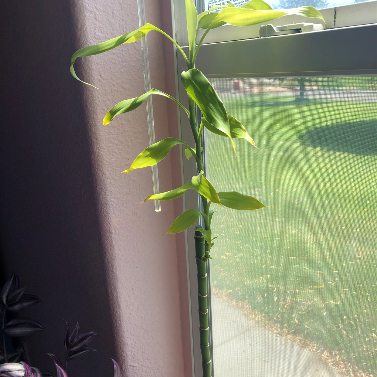 Lucky Bamboo plant photo by @LoathCatPaws named Panda on Greg, the plant care app.