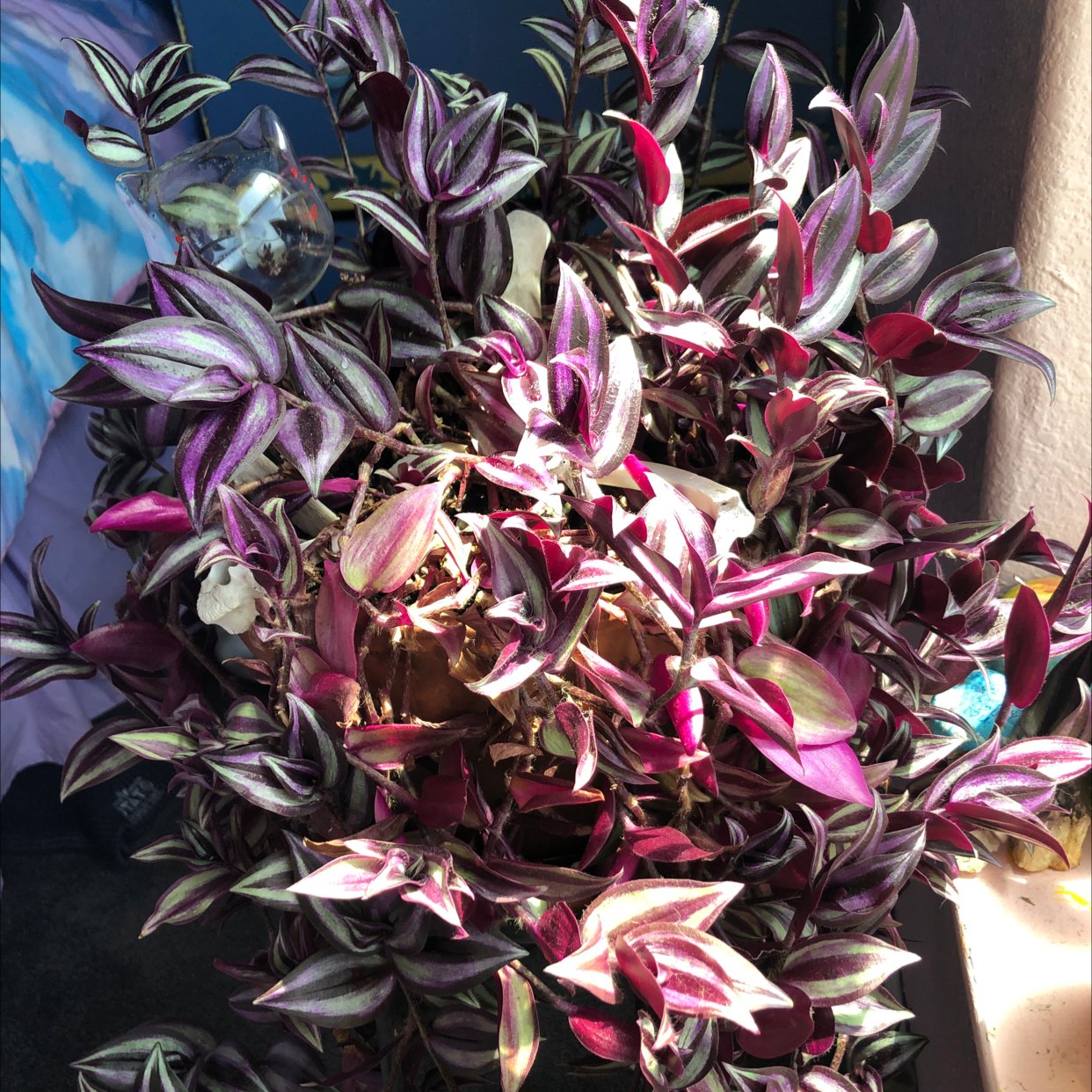 Spiderwort plant photo by @LoathCatPaws named Vagabond on Greg, the plant care app.