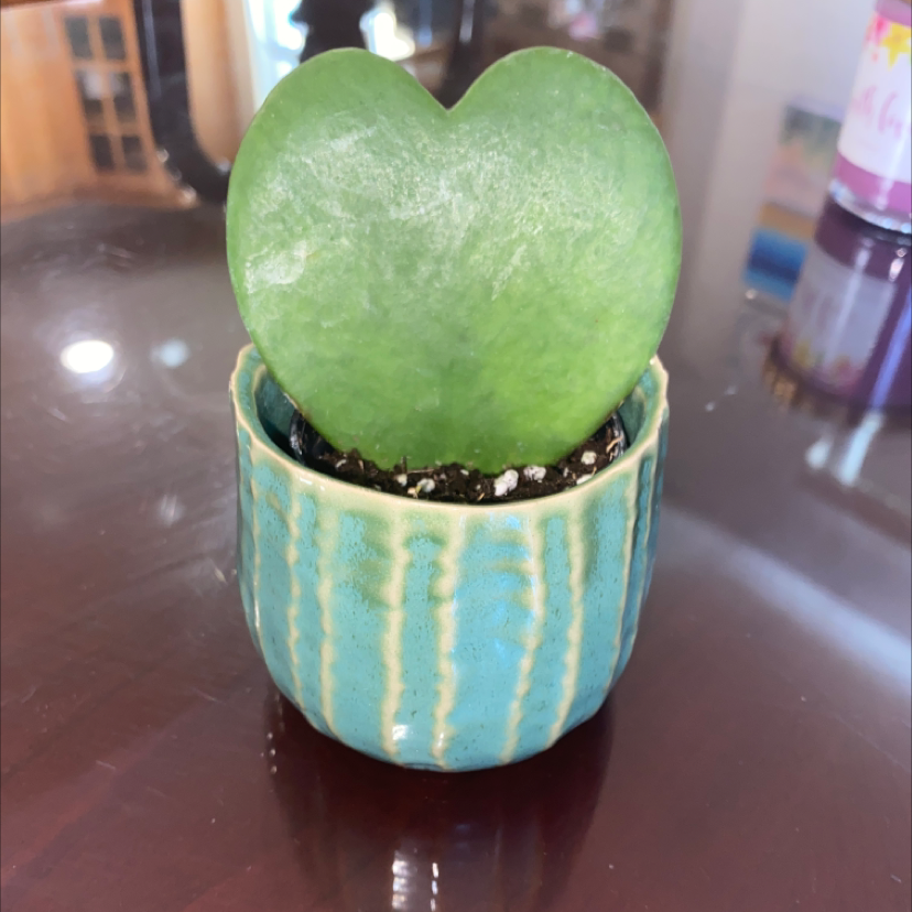 Photo of the plant species Sweetheart Hoya by @Peaches510 named SweetHeart Hoya on Greg, the plant care app