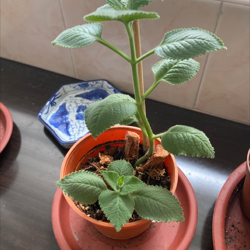Photo of the plant species Plectranthus Amboinicus by @prisgoh named Minnie Loon on Greg, the plant care app