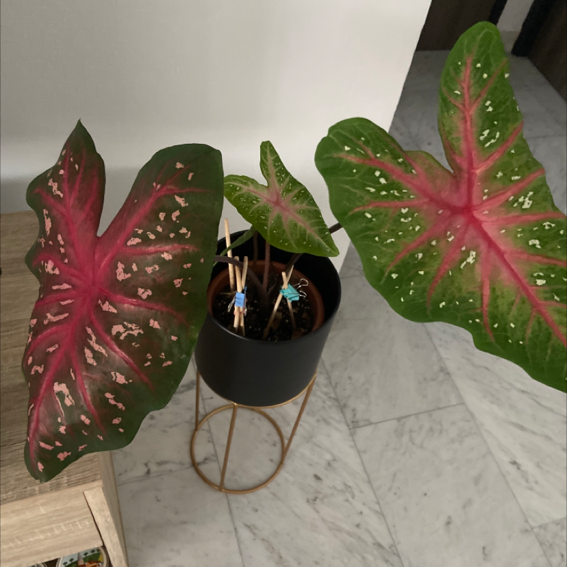 A healthy Caladium 'Heart of Jesus' plant in a black pot, with large pink and green variegated leaves.